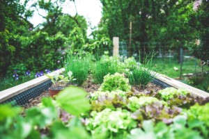 make fertilizers for your garden